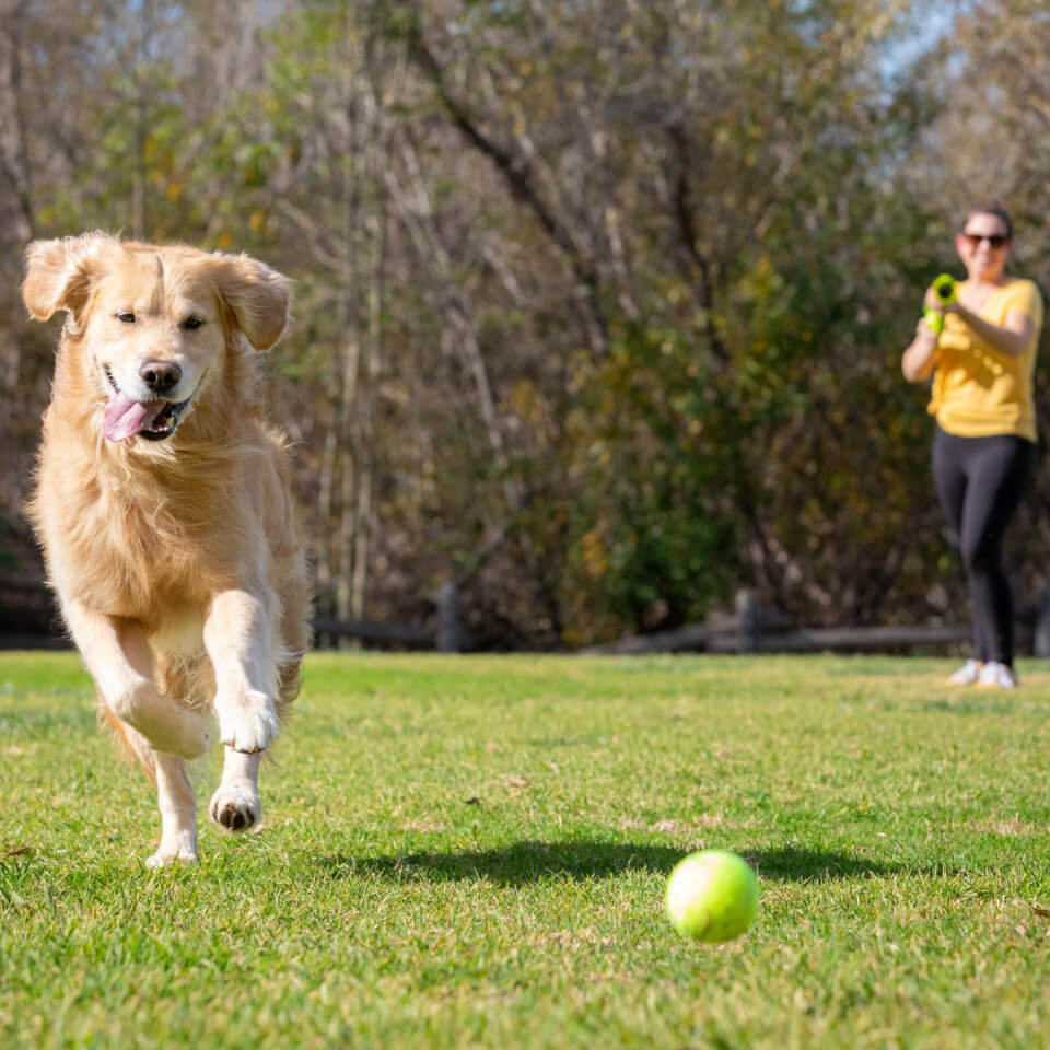 HYPER PET Lanzador de pelotas de tenis K9K2 Kannon - Imagen 2