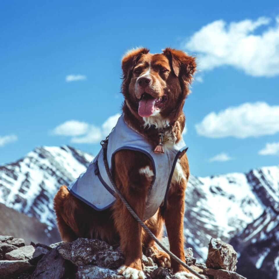 Kurgo Chaleco enfriador para perro Core Cooling Vest - X Large - Imagen 3