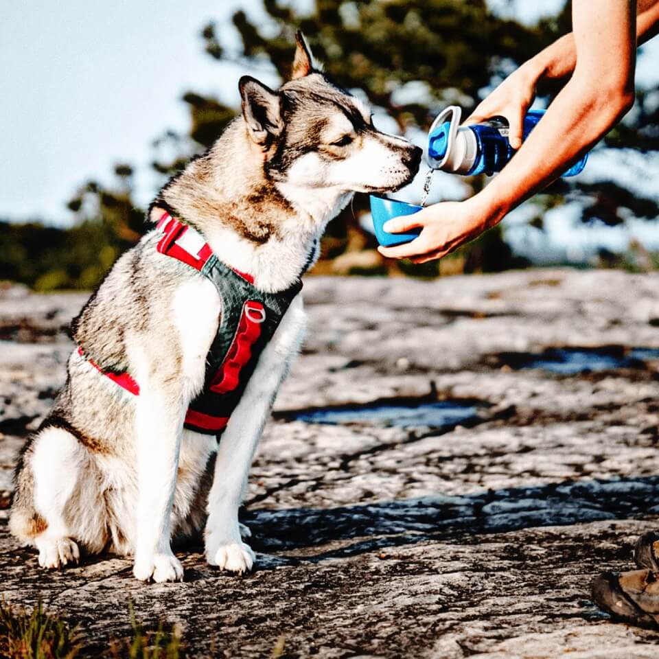 Kurgo Botella con tazón para perro Gourd H2O - Azul - Imagen 3