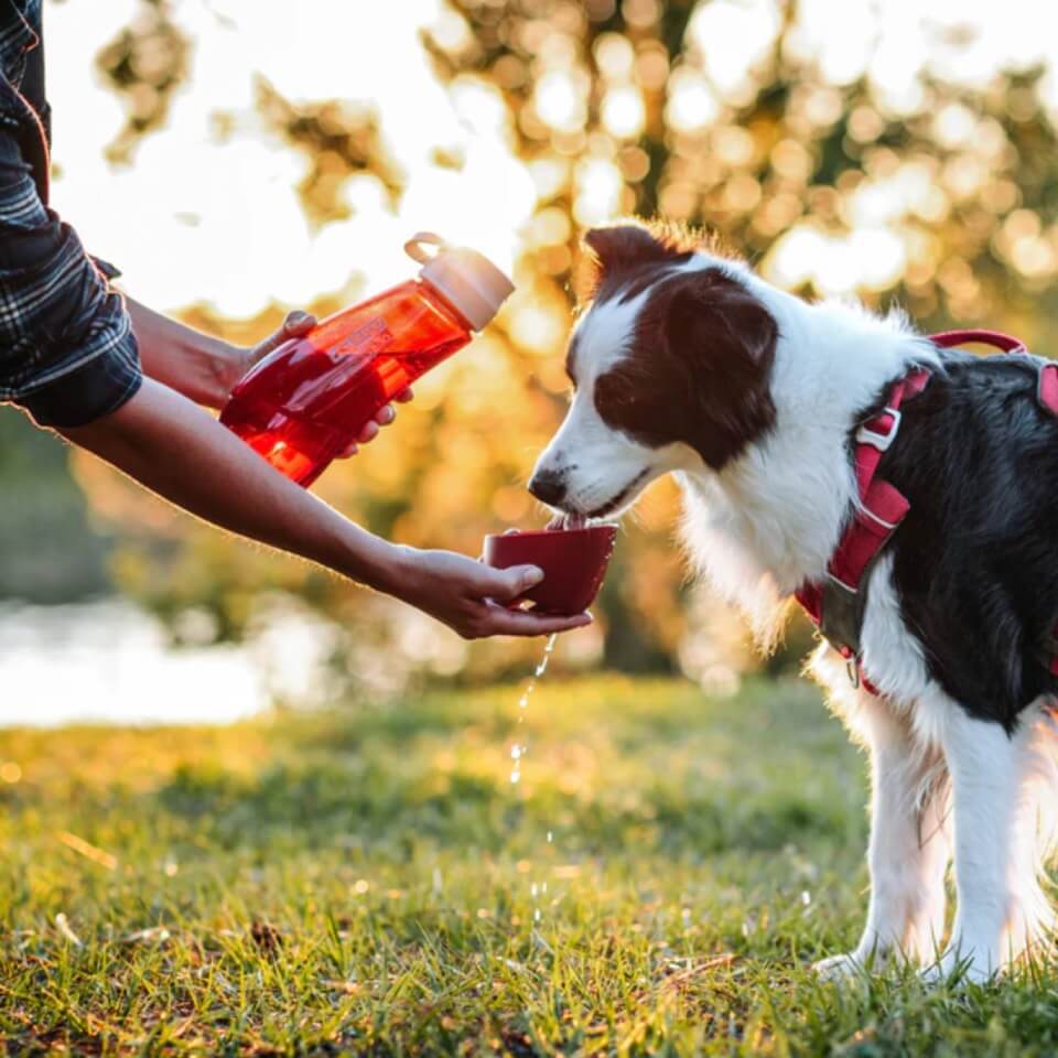 Kurgo Botella con tazón para perro Gourd H2O - Rojo - Imagen 3